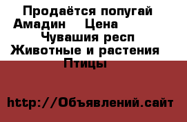 Продаётся попугай «Амадин» › Цена ­ 1 800 - Чувашия респ. Животные и растения » Птицы   